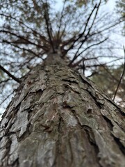 Tree Bark Texture Close-up with Soft Focus Background