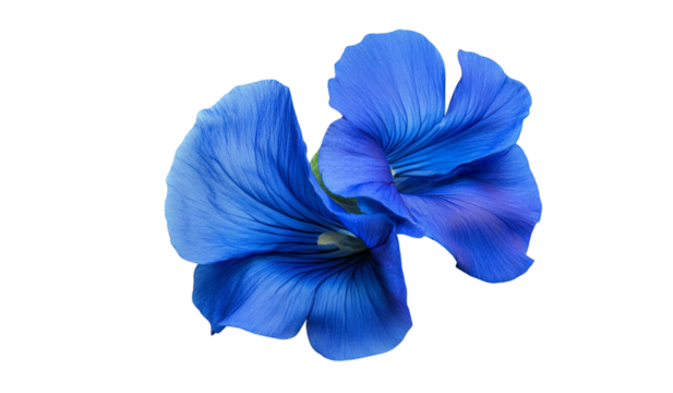 Butterfly pea blue flower, isolated