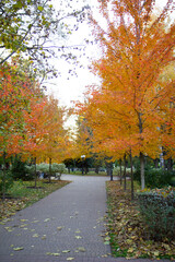 Fototapeta premium trees with yellow foliage in the city park