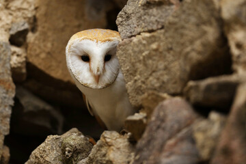 Barn owl (Tyto alba) perched on old stone wall in country cottage. Bird with heart-shaped face. Wildlife scene from urban habitat. Czech republic