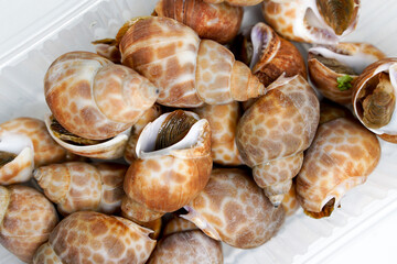 Spotted babylon in separate boxes on white background isolate