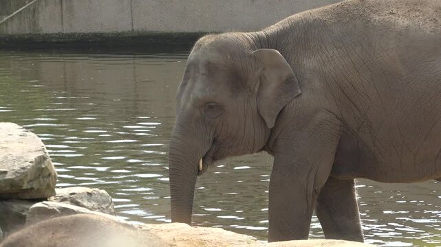 Elephant in the water at the zoo