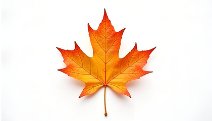 Obraz premium Autumn maple leaf on white background, vibrant colors, nature's detail.