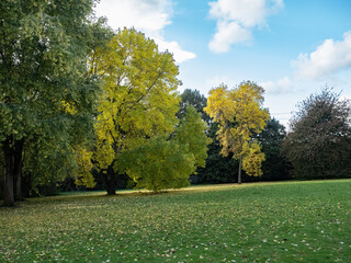 autumn park in the park
