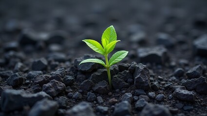 Resilient green sprout in dark volcanic ash landscape