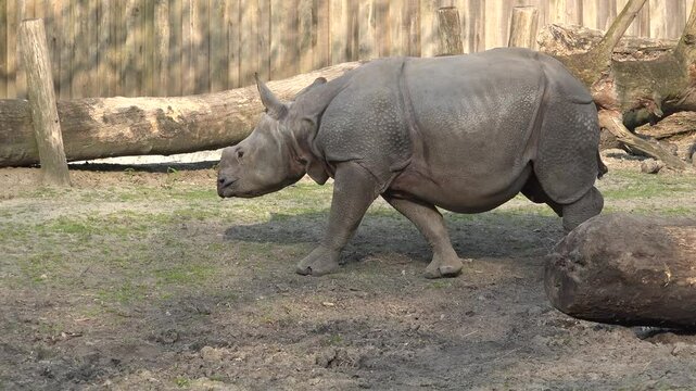 Young indian rhino walking in the natural park enclosure