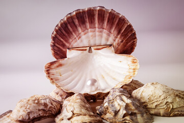 A beautiful, large white pearl sits atop a scallop shell.