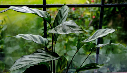 flower in the garden