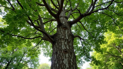 Fototapeta premium Sycamore tree with mottled bark dense green canopy and sunlight filtering through