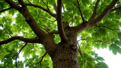 Fototapeta premium Lush fig tree with twisted trunk and wide canopy