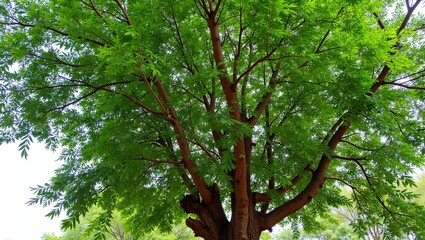Fototapeta premium Lush neem tree with feathery leaves gnarled trunk and small fruits in a cool shaded canopy