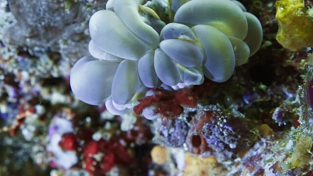 Orang outang Crab on the Coral - Indonesia