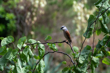 Red backed shrike, Lanius collurio, hunting for food, Brac, Croatia