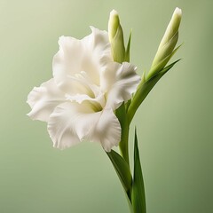 Obraz premium a white gladiolus flower on a pale green background