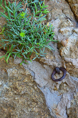 Succulent plant growing from rocks