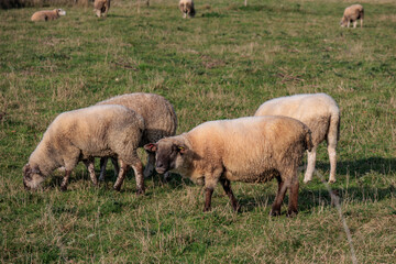 Fototapeta premium Herbstzeit im Münsterland