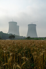 Rye field near the Cooling towers of the Ruppur Nuclear Power Plant. Rooppur, Bangladesh.