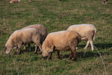 Herbstzeit im Münsterland