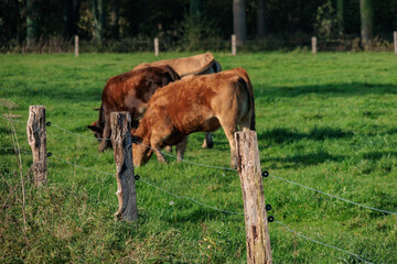 Obraz premium Herbstzeit im Münsterland