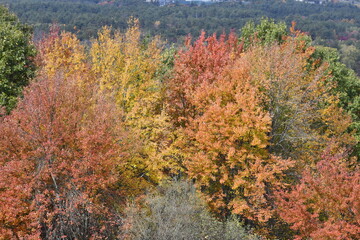 Autumn, Trees, Foliage, travel, scenic, seasons