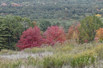 Autumn Trees in New England
