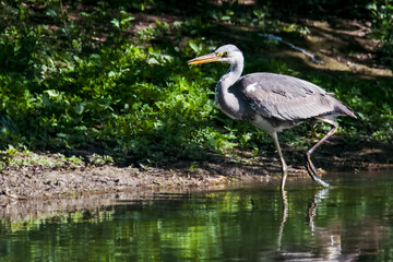 Obraz premium Un airone cenerino si muove con cautela nelle acque poco profonde del lago alla ricerca di prede.