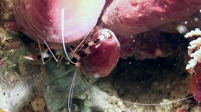 Explore the vibrant boxer shrimp, Stenopus hispidus. This beautiful crustacean plays a crucial role in maintaining coral reef health, essential for marine biodiversity and ocean ecosystem health