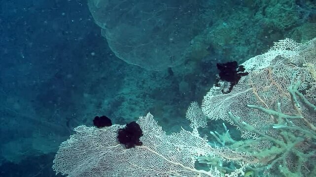 Discover the stunning beauty of sea lilies, or Crinoidea, a captivating class of echinoderms thriving in coral reefs, creating mesmerizing underwater landscapes that enchant all who see them