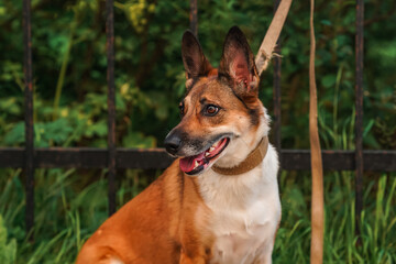 A big dog on a leash is waiting for you outside in the summer. Close-up of the portrait.