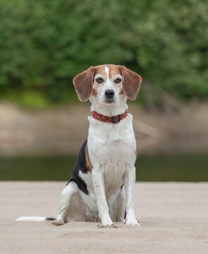 Portrait of a beagle dog outdoors in summer.
