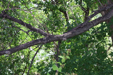 sun-dappled tree branch against bushes and trees in summer