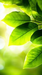 Close-up of vibrant green leaves with a soft, sunlit background.
