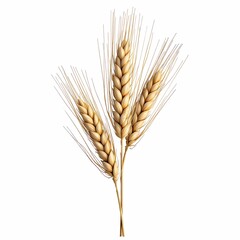 Fototapeta premium ear of wheat isolated on white background