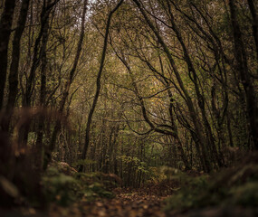 A chaotic mess of thin autumn trees over a path in England