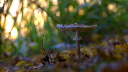 grzyby © Marek Polak