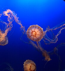 jellyfish in the sea