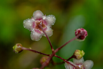 Droplets Cling To Princes Pine Flowers At Various Stages Of Blooming