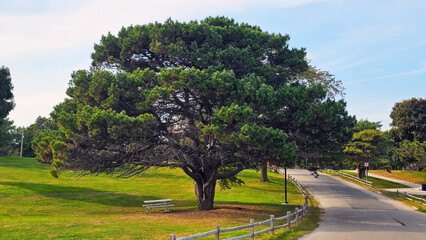 Large Pine Tree Alongside Path in a Park Setting. A sprawling pine tree with dense foliage stands alongside a paved path in a park, bordered by wooden fences and a small bench.