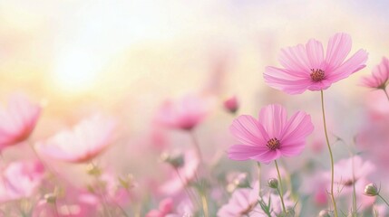 Fototapeta premium Pretty pink flowers blooming in a sunny garden during springtime