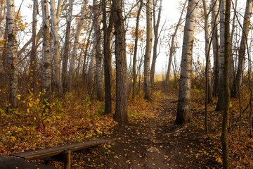 Obraz premium A walking trail trough a bright northern autumn colored forest with a transparent sky 
