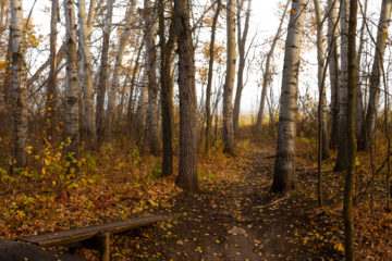 A walking trail trough a bright northern autumn colored forest with a transparent sky
