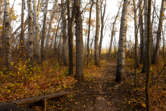 A walking trail trough a bright northern autumn colored forest with a transparent sky
 - Powered by Adobe