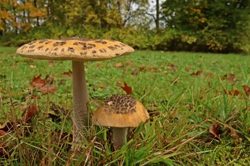 Riesen- oder Doppeltbescheideter Scheidenstreifling (Amanita ceciliae)