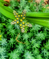 Stonecrop sedum with star-shaped yellow flower buds