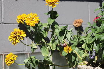 bouquet of bright yellow blossoms against concrete block wall