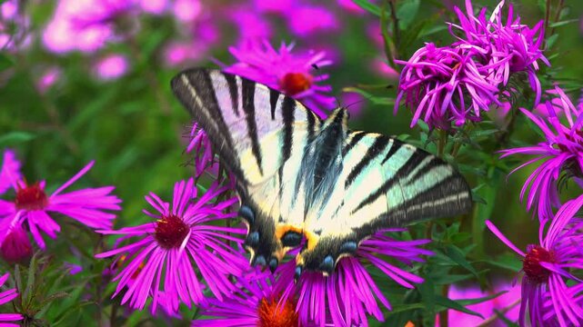 The scarce swallowtail - Iphiclides podalirius, butterfly collects nectar on red aster flowers in a garden