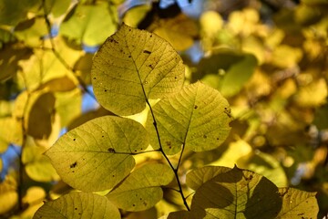 yellow autumn leaves on a linden tree