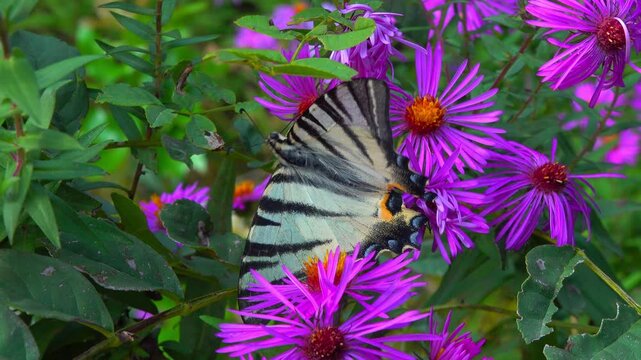 The scarce swallowtail - Iphiclides podalirius, butterfly collects nectar on red aster flowers in a garden, Ukraine