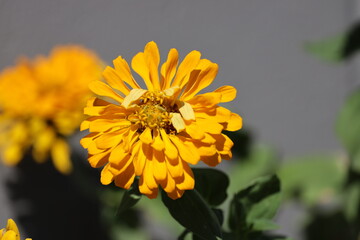 close-up single golden blossom