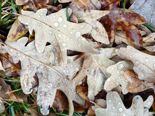 Dry fallen oak leaves with drops of rain, water on it